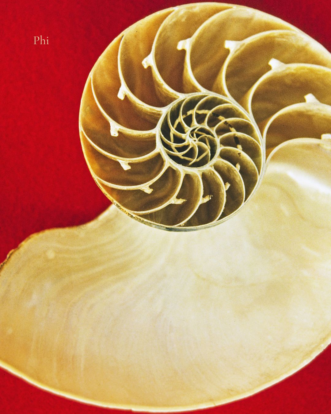 a shell showing the golden ratio spiral
