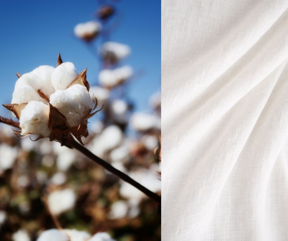 cotton plant and cotton fabric