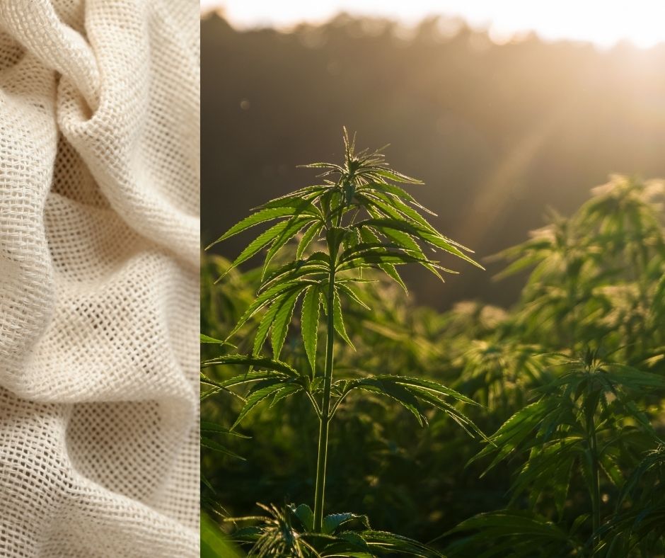 hemp plant and hemp fibers in a fabric